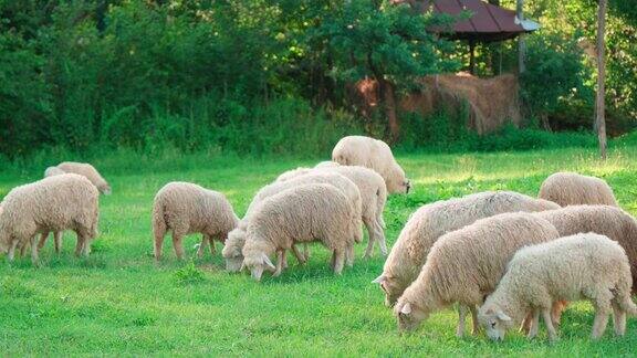 在一个阳光明媚的日子里一群羊在啃绿草