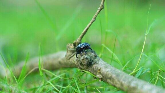一只甲虫在树枝上的4K微距镜头(2)