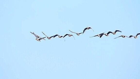 鸟群大雁列队飞翔蓝天为背景