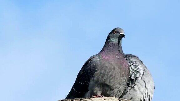 两只灰色的鸽子在蓝天的背景下接吻