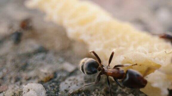 蚂蚁在地上行走