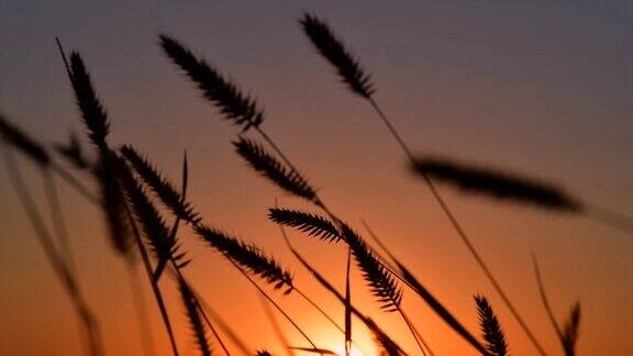 小麦的小穗在夕阳下随风摇摆