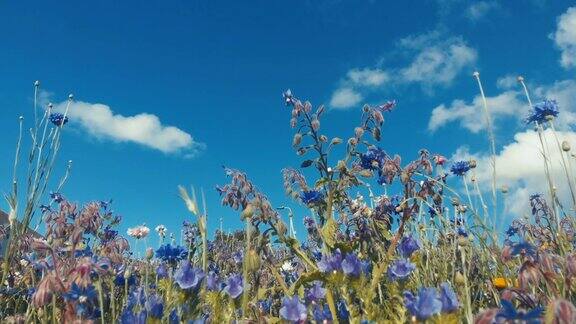 蓝色和紫色混合的英国野花作为自然背景