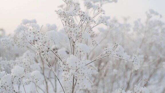 地里的干草被一层雪覆盖着雪地里冬天