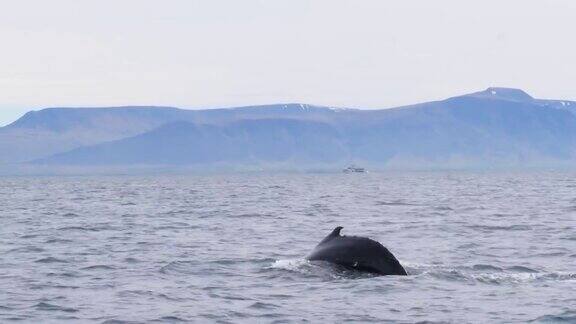 冰岛雷克雅未克附近的座头鲸