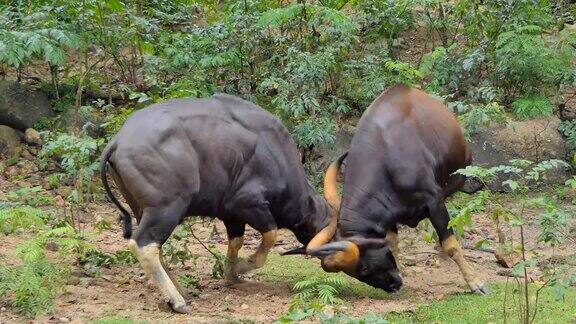 野牛在热带雨林战斗