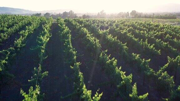 加州索诺玛县的葡萄园