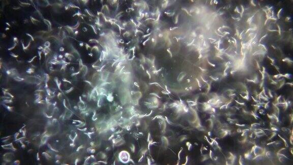 在实验室显微镜下对鸡精子的研究