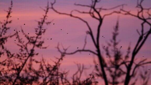 一群白嘴鸦在红色的晚霞天空中飞翔