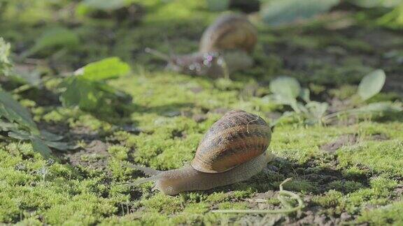 蜗牛在花园里蜗牛在自然栖息地蜗牛的农场草丛里的蜗牛越来越多的蜗牛