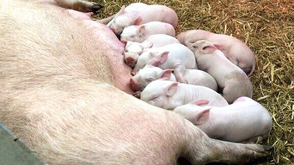 猪妈妈喂小猪