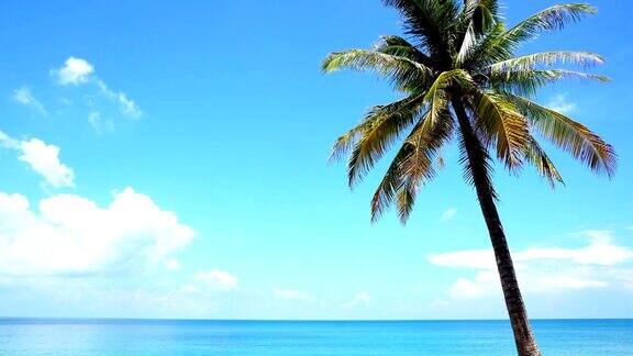 晴朗的蓝天和棕榈树在夏天的泰国普吉岛