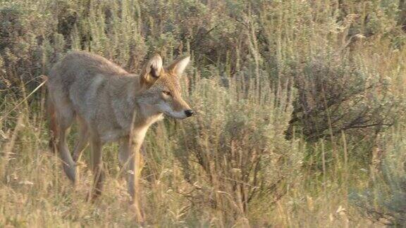 在黄石公园的拉马尔山谷一只土狼正在接近摄像机