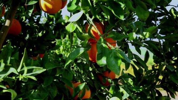 成熟的果实在橘子树上