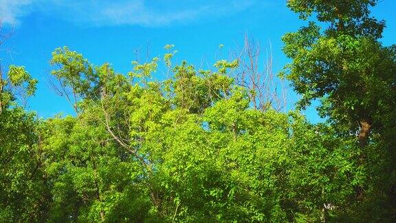 树冠与明亮的下午阳光和射线