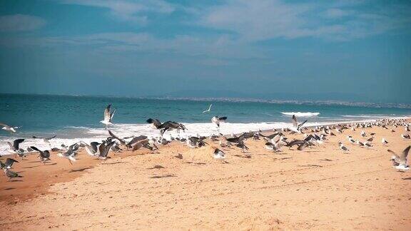 海鸥从海滩起飞