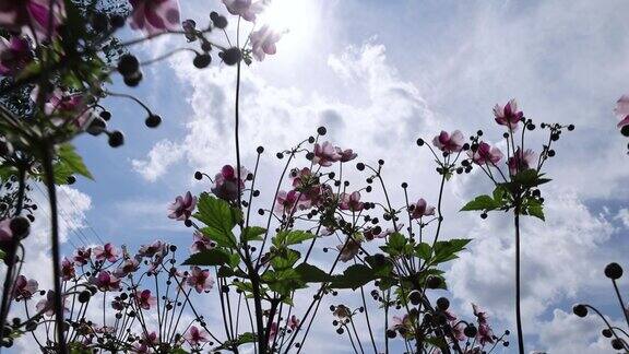 美丽的花朵在晴朗的天气里装饰着院子