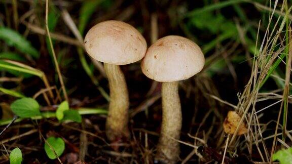 食用森林蘑菇褐帽牛肝菌生长在夏季森林生长在森林中的桦木蘑菇