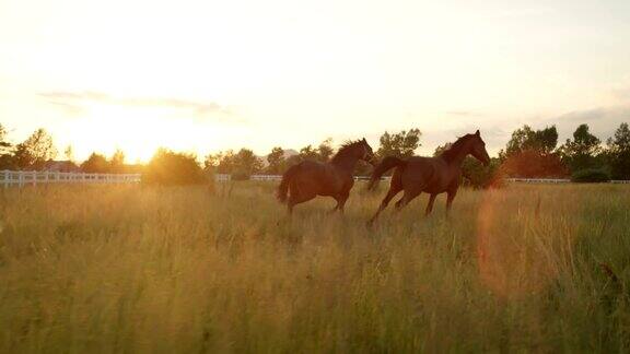 慢镜头:两匹美丽的黑褐色骏马在广阔的草地上奔跑