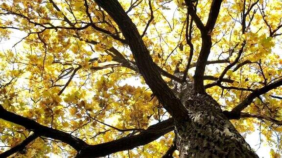 秋天长着黄叶的橡树
