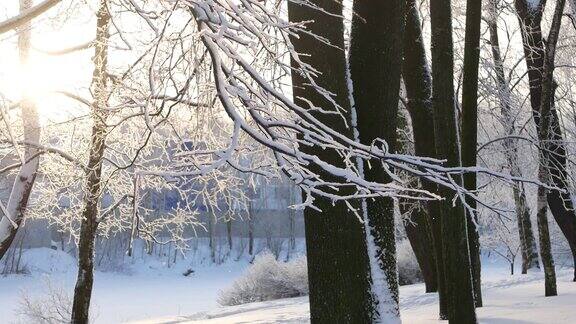 冬季景观白雪覆盖的公园美丽的树木覆盖着白霜