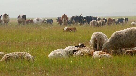 夏日里一大群牛羊在牧场上休息
