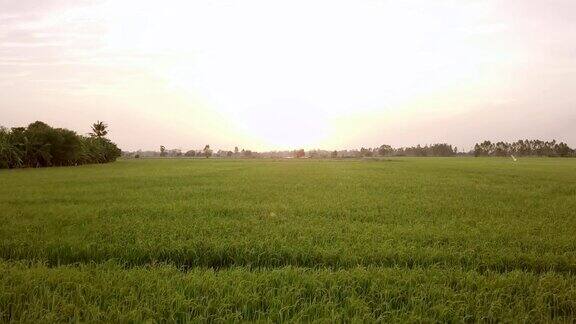 无人机镜头在绿色稻田的日落上向前飞行