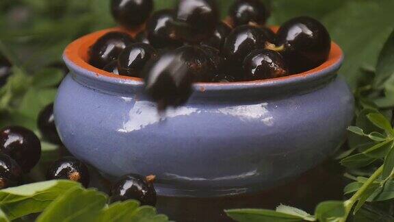 大的黑色森林浆果落入蓝色的陶罐黑醋栗下落慢动作特写镜头环保的素食