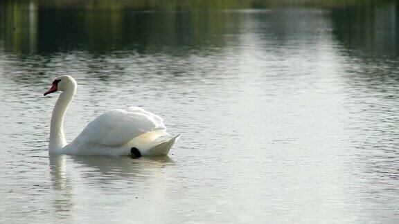 湖上漂浮的天鹅