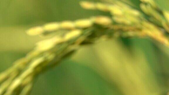 在茂盛的绿色水稻植株上的成熟作物上干燥的稻壳种子的MACRODOF细节