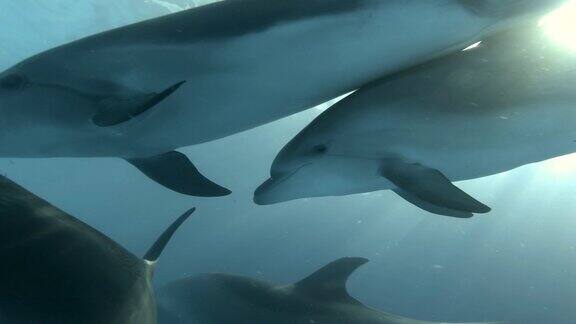 海豚宝宝在海豚妈妈旁边游泳