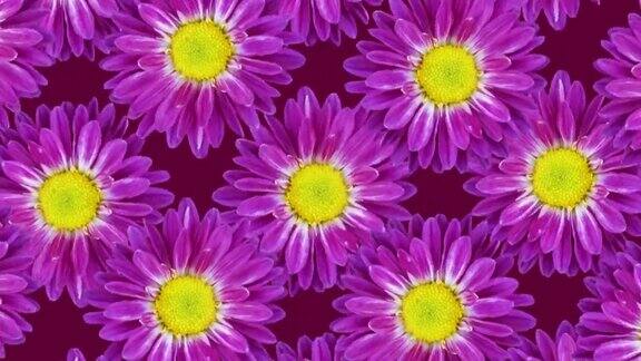 紫色背景上的菊花无缝循环动画花卉图案