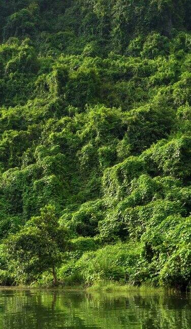 越南宁平省陈安市的雨林和水道