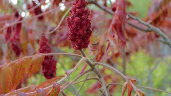 一棵冰醋酸树的花和叶苏木红色的阴影随风飘散