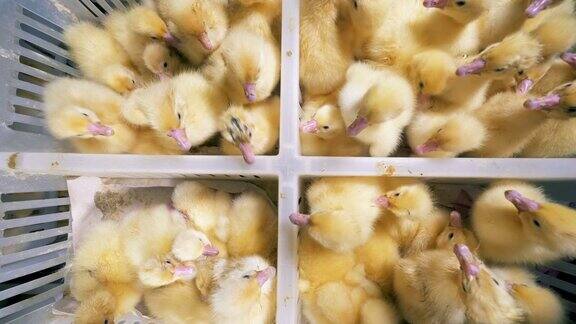 家禽是在一个特殊的农场坐在盒子里俯视图在一个农场里孵出的小鸭子一起坐在白色的盒子里