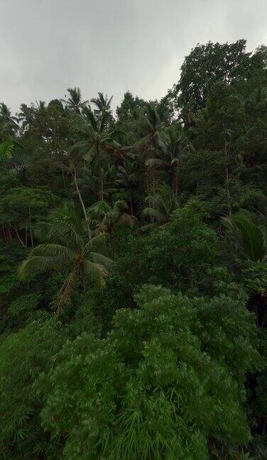 垂直视频鸟瞰自然植被雨林丛林棕榈树4k