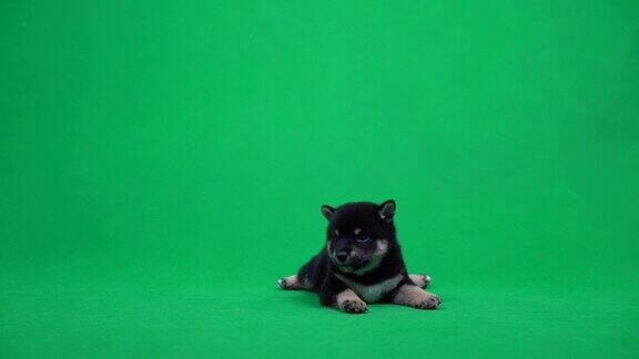 柴犬在玩耍绿屏背景绿色屏幕上的日本狗