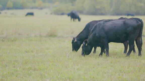奶牛在农场吃草黑牛在草地上吃草畜牧业有选择性的重点