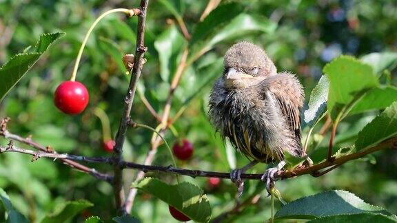 小白喉鸟栖息在樱桃树枝上