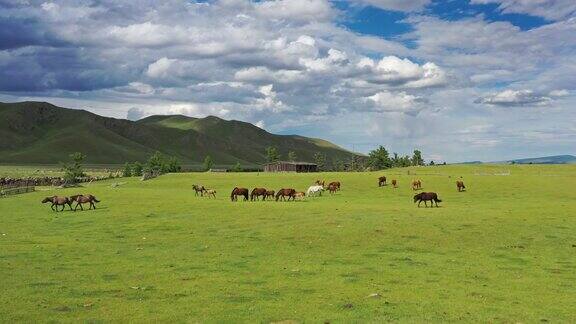 在蒙古牧场上放牧的马的航拍
