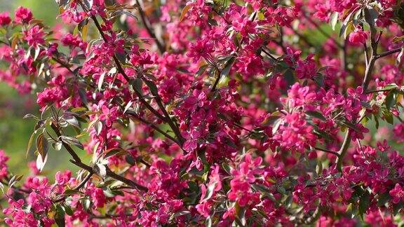 春天的海棠树开花