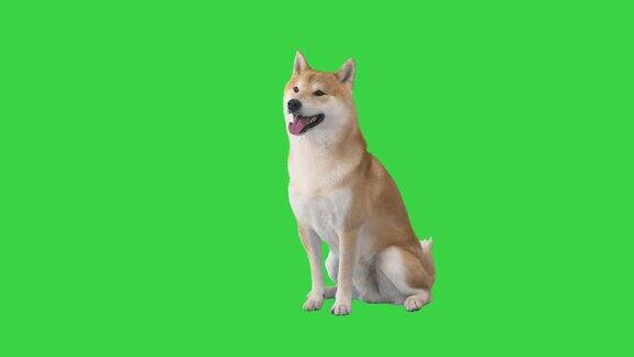 红色柴犬坐在绿色屏幕上颜色键