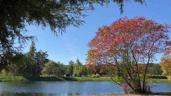 秋天美丽的公园和池塘风景优美的树木倒映在平静的水面上鸭子在湖上游泳