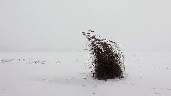 下雪时一丛干芦苇在结冰的河岸上被风吹得瑟瑟发抖