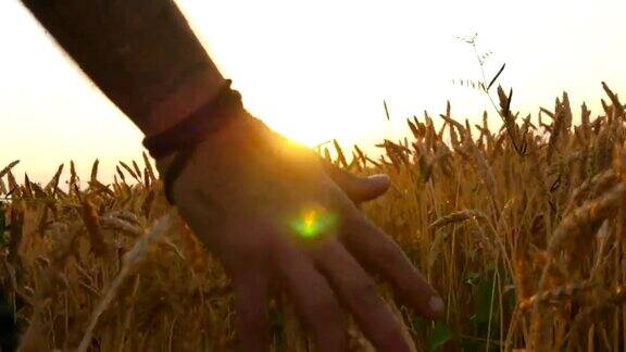 男人的手在田里移动着小麦年轻人跑过麦田后视镜田野里的成熟的谷物和人的手在夏天的麦田里触摸日落