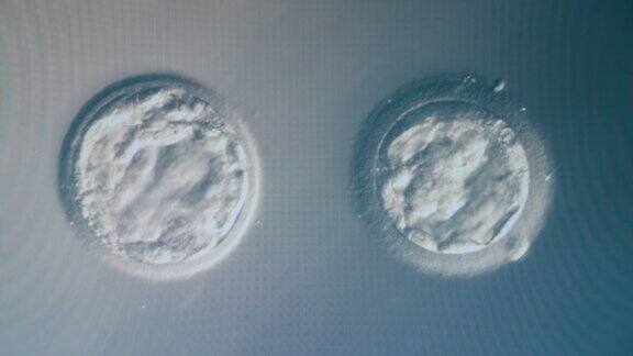体外受精概念实验室医学显微镜下的细胞