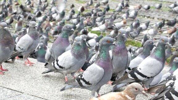 成千上万种不同的城市鸽子在巴塞罗那的街道上