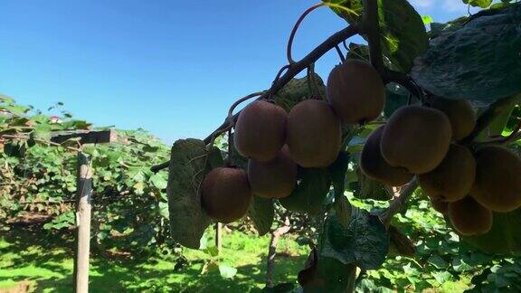 这是在土耳其黑海地区特拉布宗市的一个山村拍摄的猕猴桃树上的画面