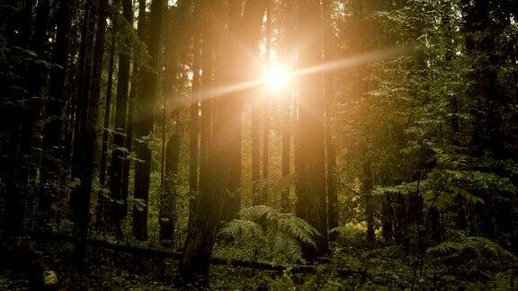 森林里的阳光