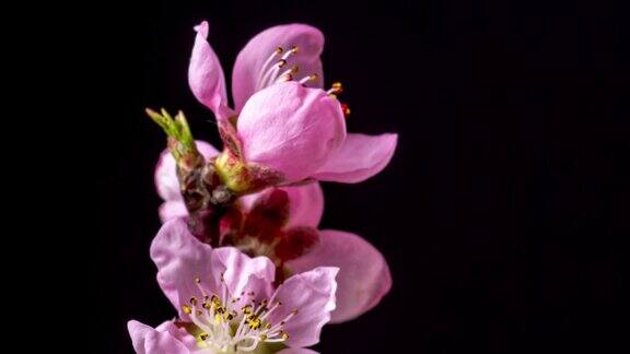 桃花旋转和盛开对黑色水平格式延时4k视频桃树在春天开花的视频